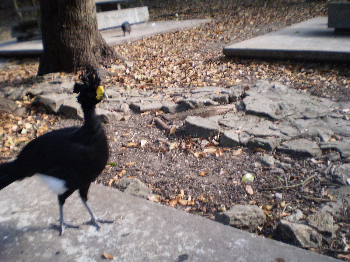 Great Curassow - Salvador Barraza