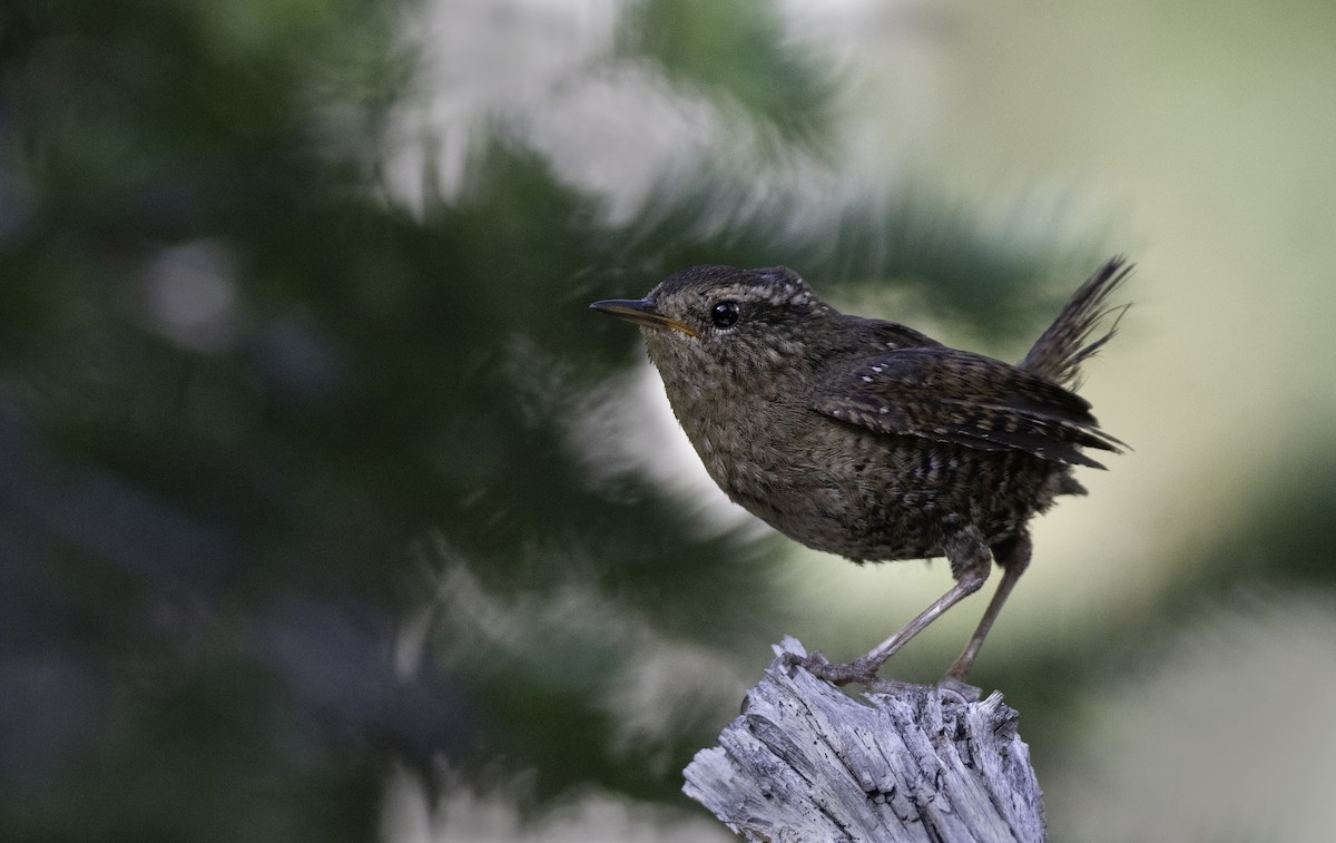 Pacific Wren - ML360817051