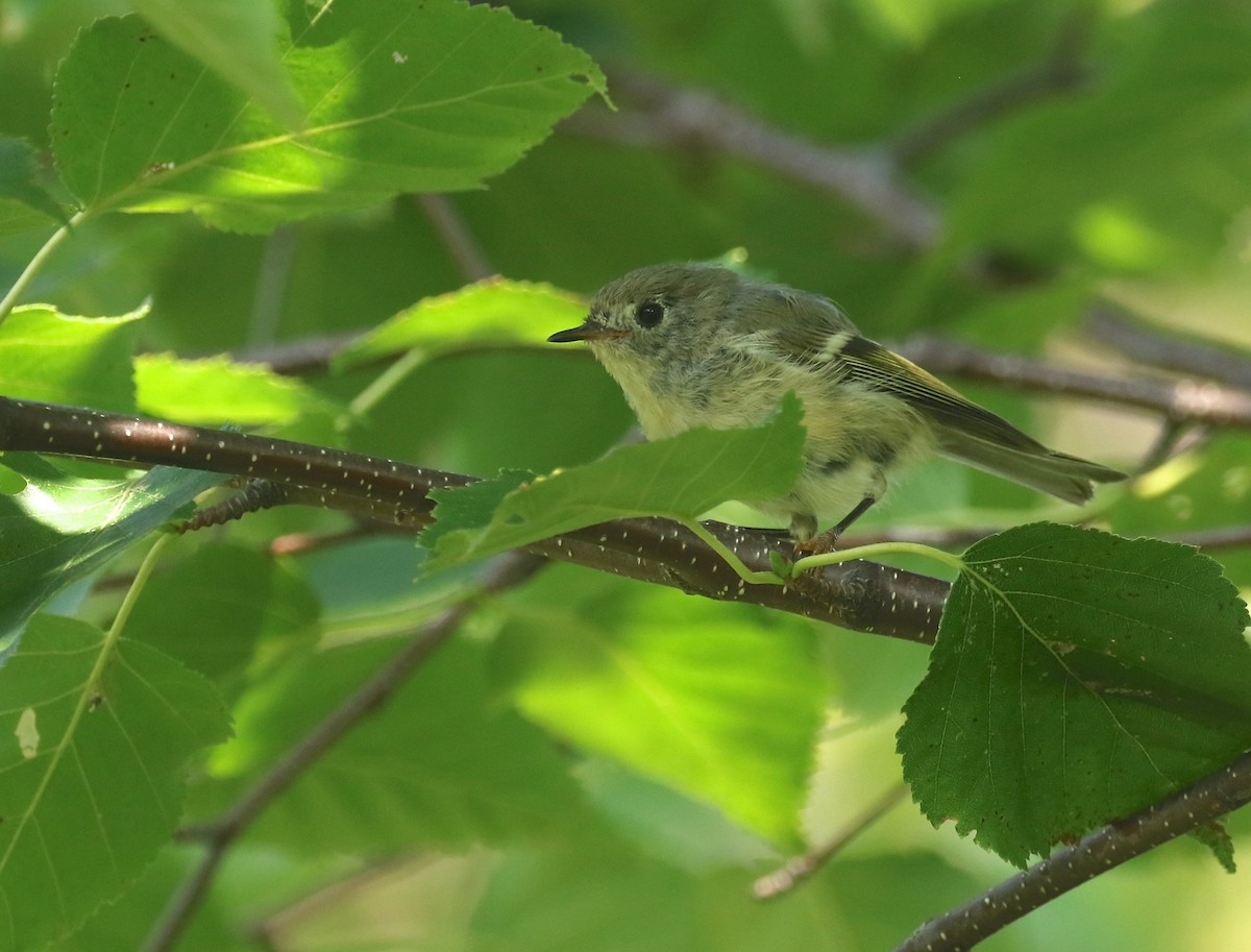 Ruby-crowned Kinglet - ML360819491