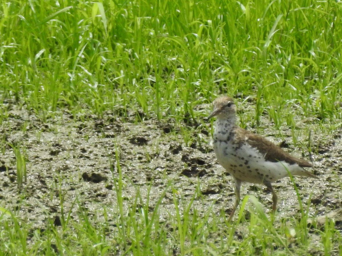 Spotted Sandpiper - ML360819531