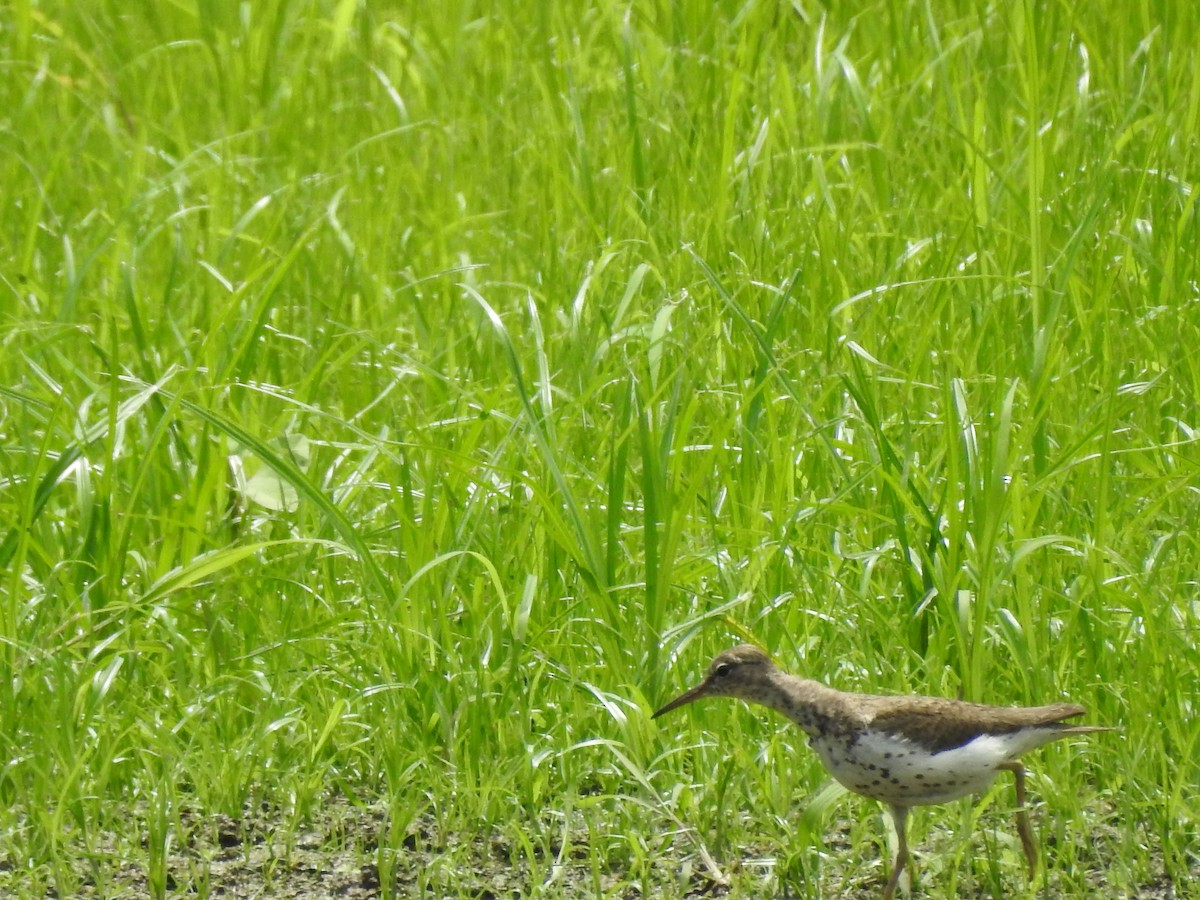 Spotted Sandpiper - ML360819541