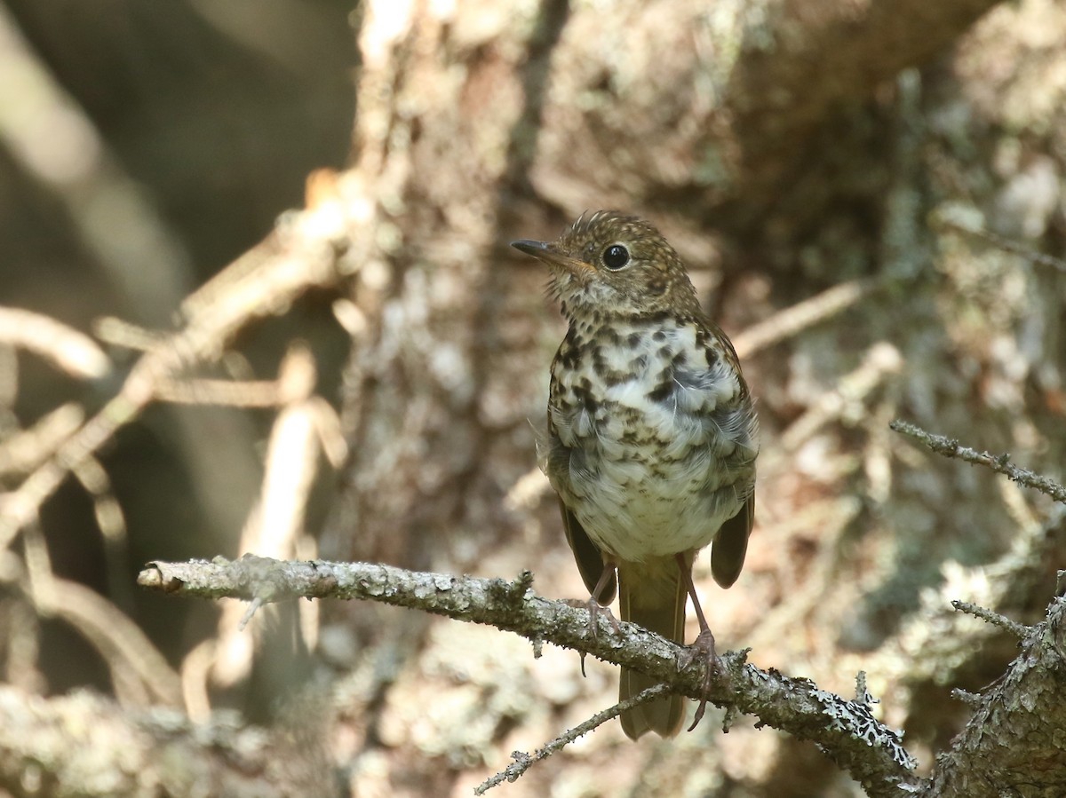 Hermit Thrush - ML360819581