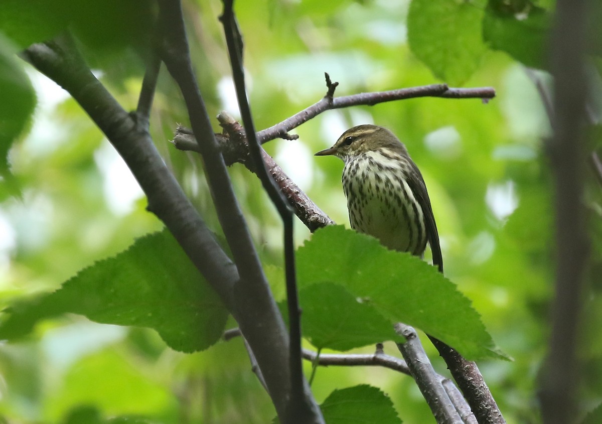 Northern Waterthrush - ML360819631