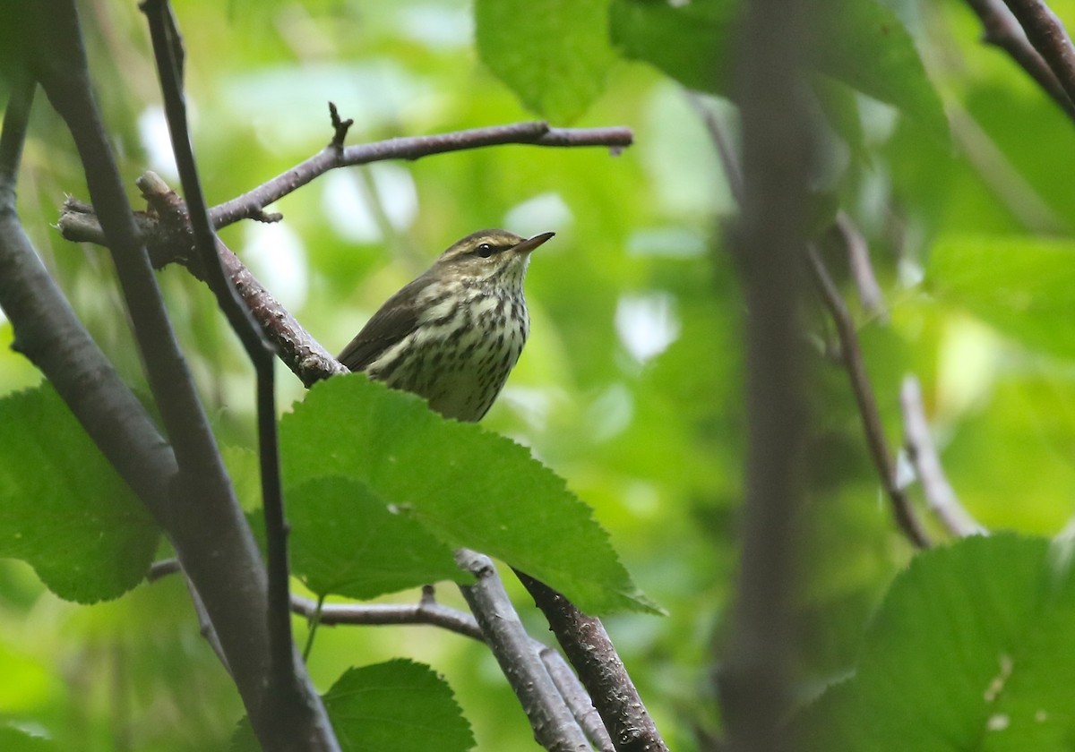 Northern Waterthrush - ML360819641