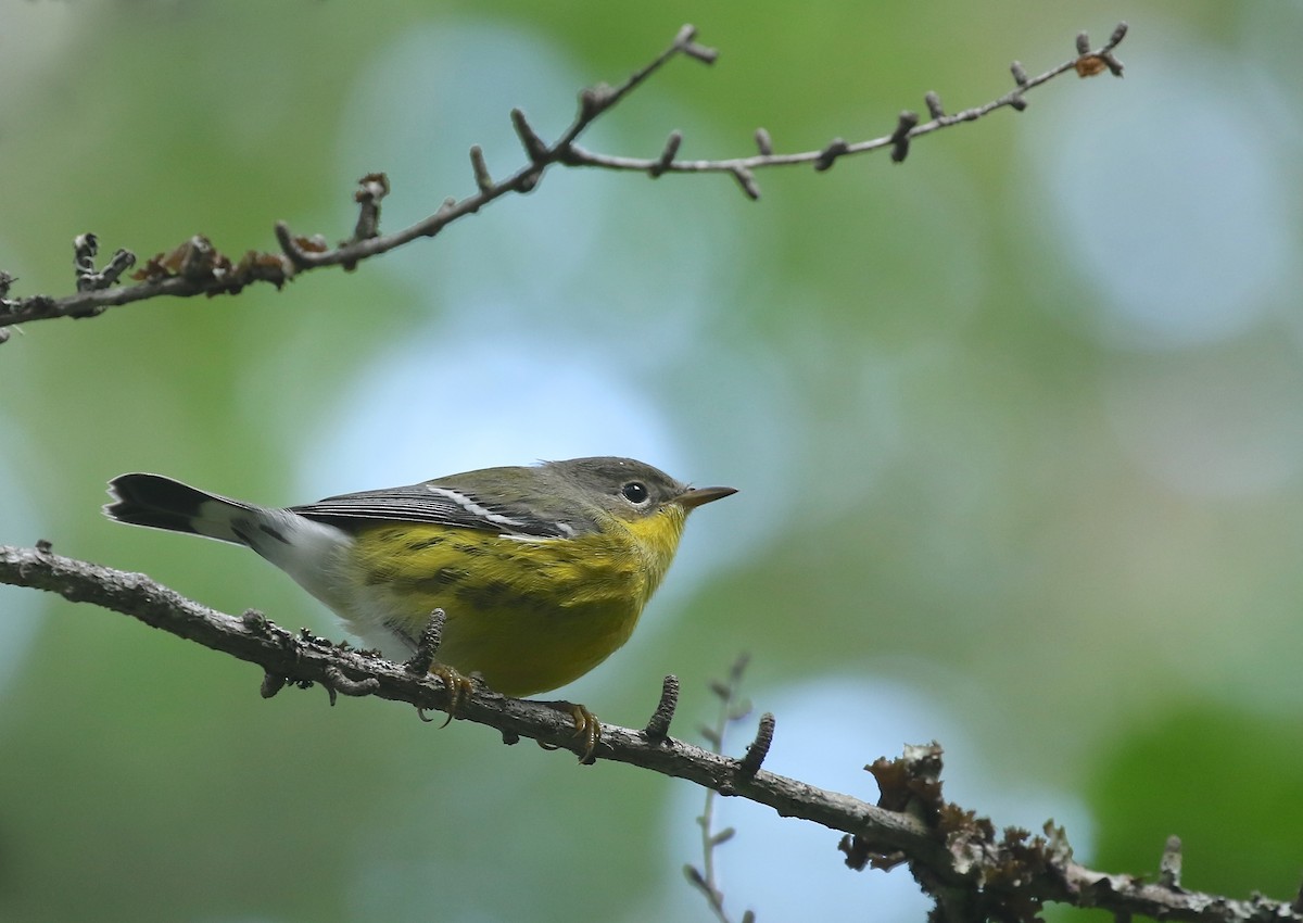 Magnolia Warbler - ML360819761