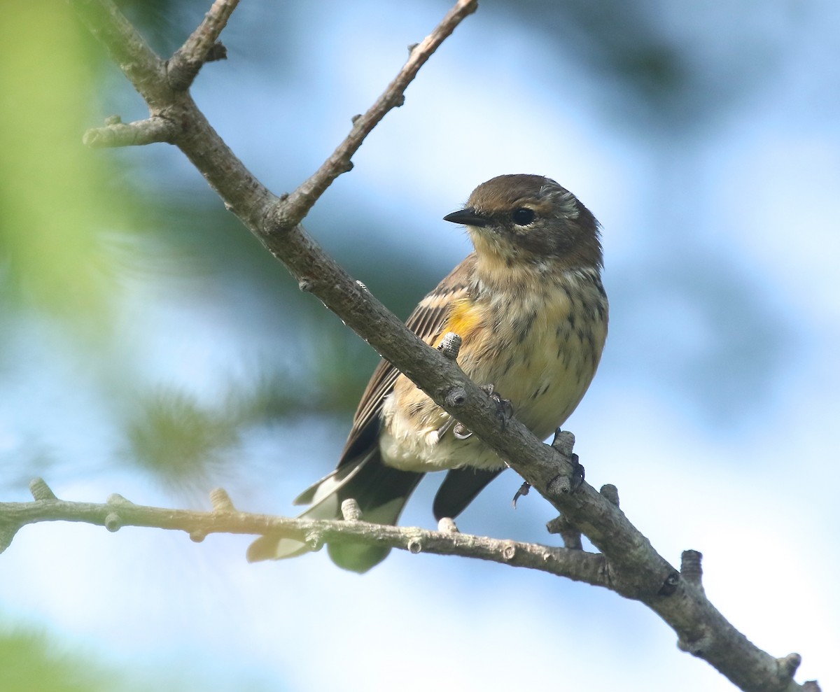 Yellow-rumped Warbler - ML360819841