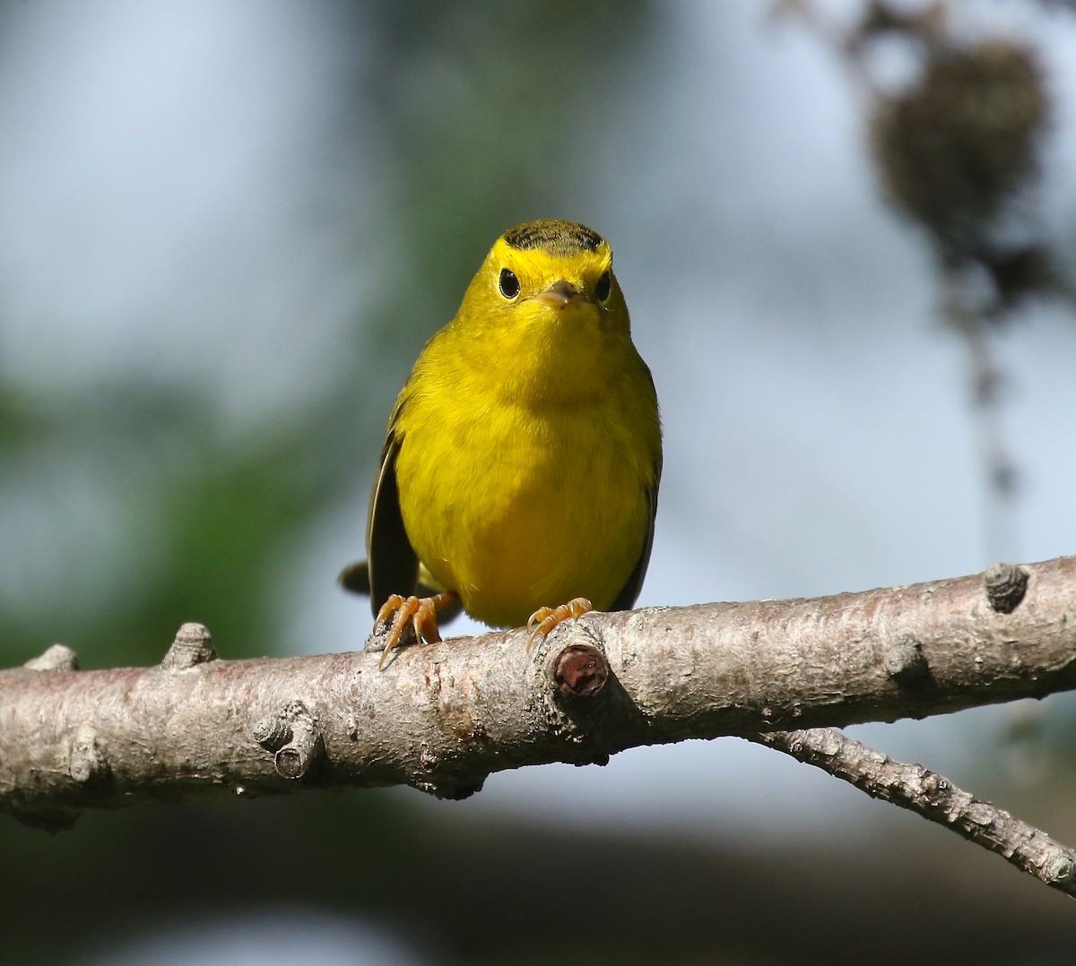 Wilson's Warbler - ML360819951