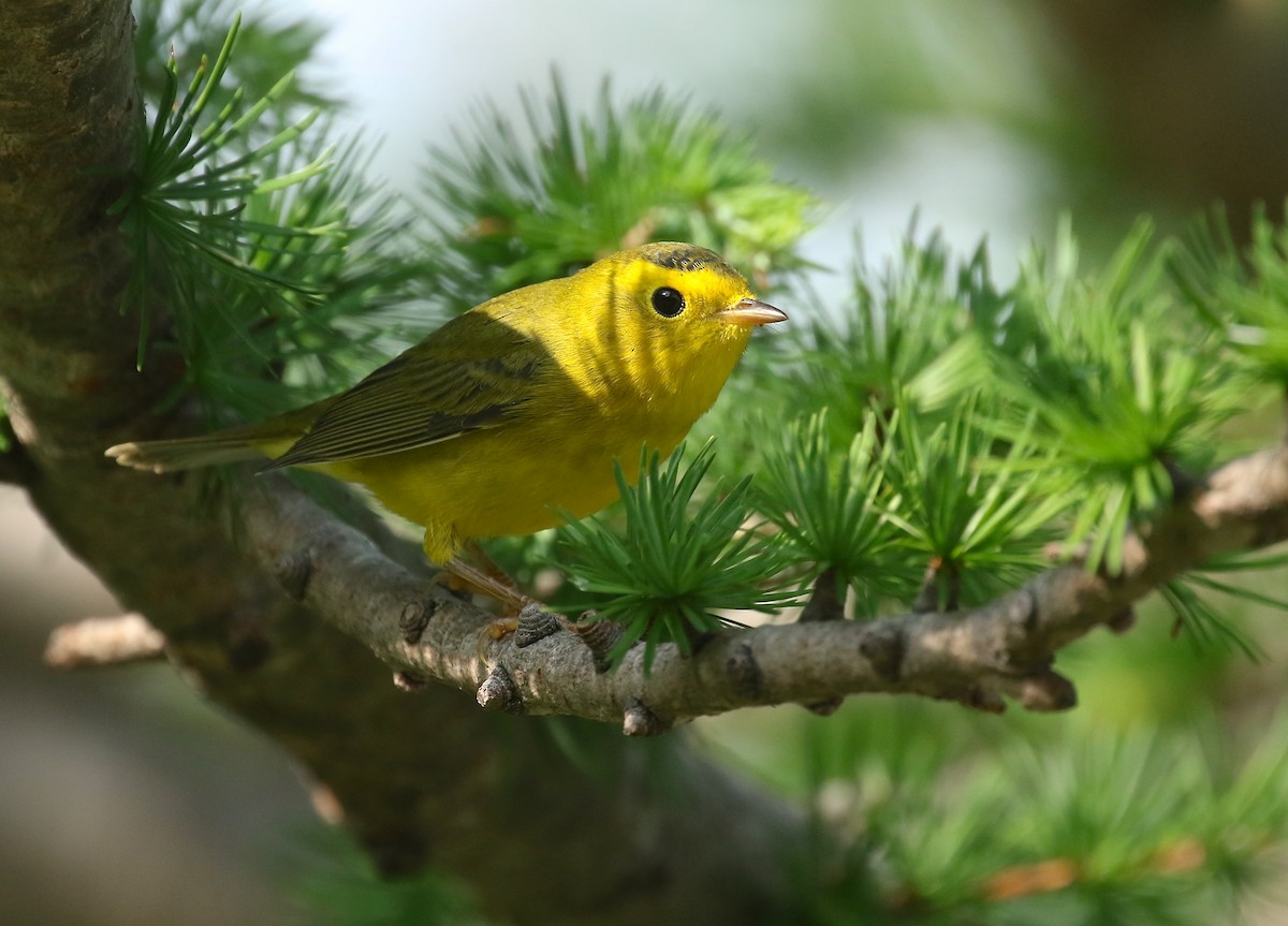 Wilson's Warbler - ML360819961