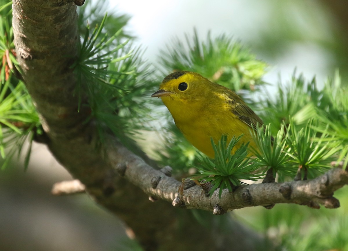 Wilson's Warbler - ML360819971
