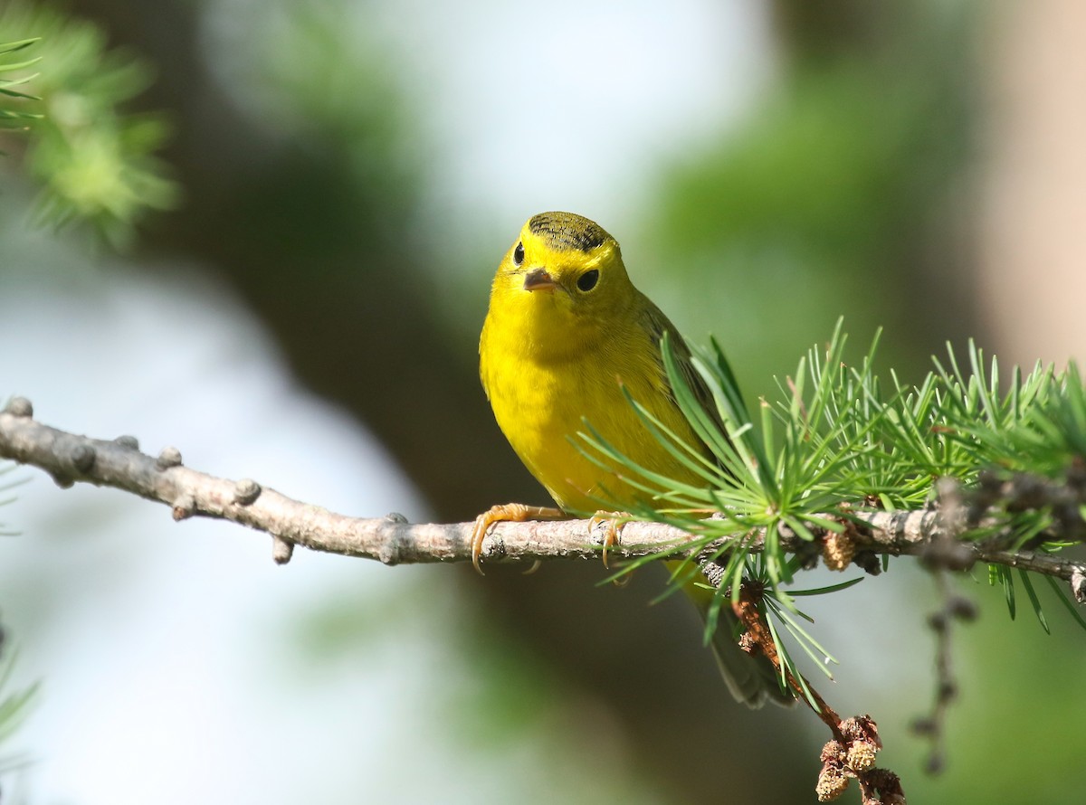 Wilson's Warbler - ML360819991