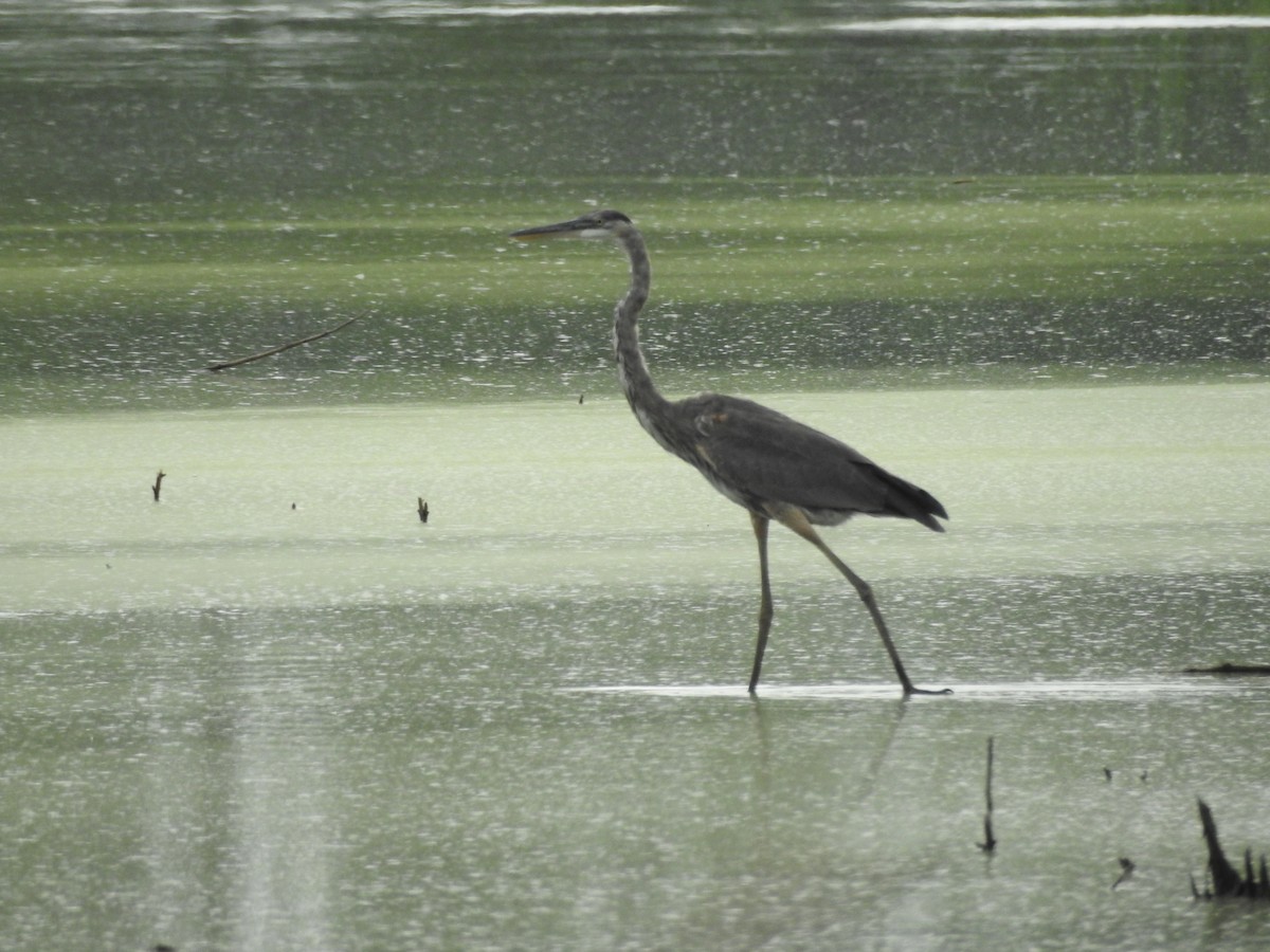 Great Blue Heron - ML360820151