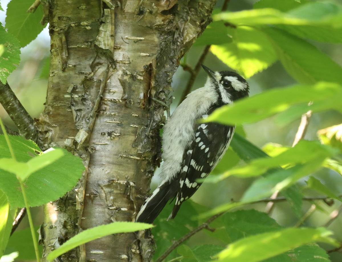 Downy Woodpecker - ML360820221