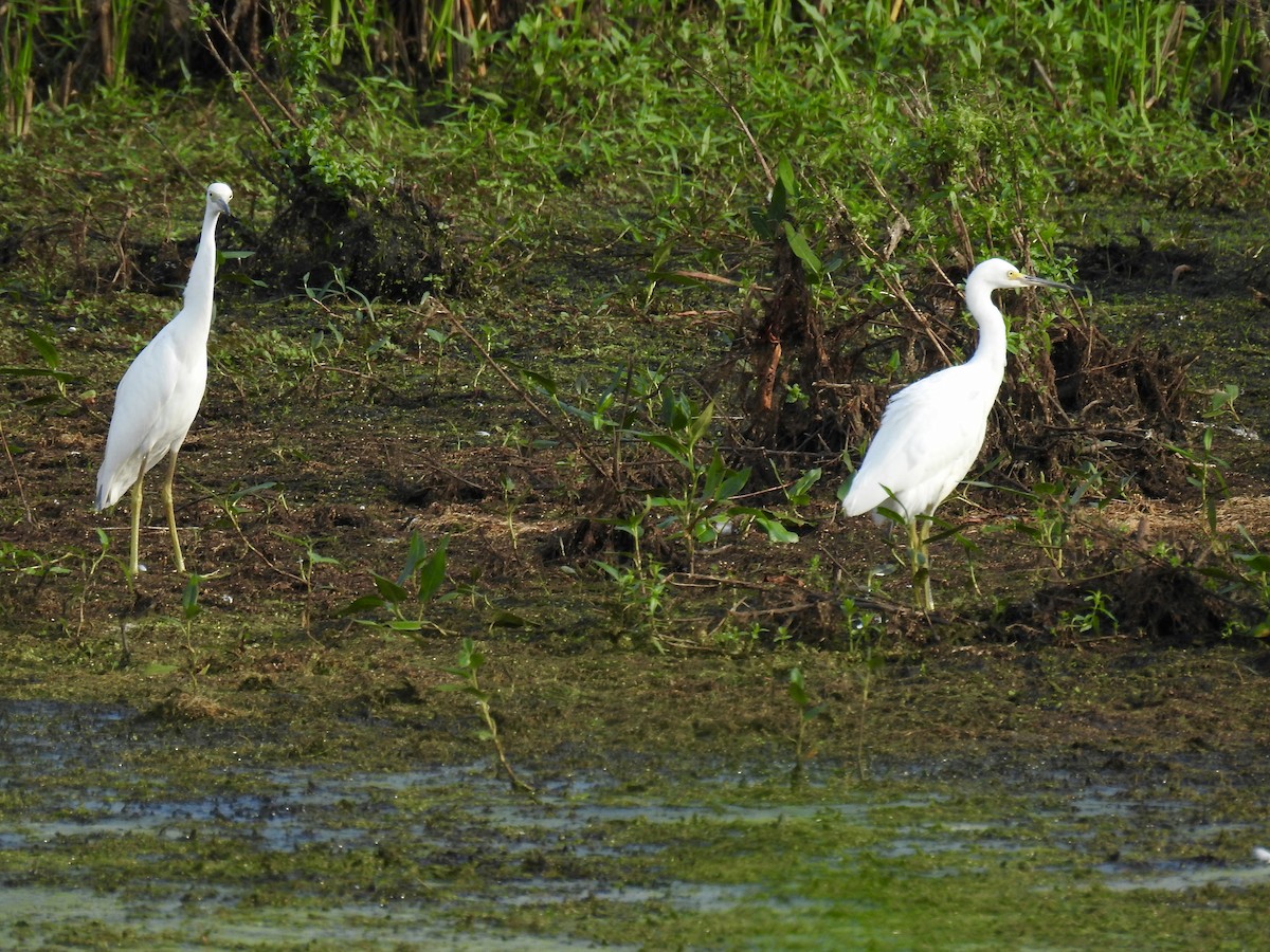 Little Blue Heron - ML360821061