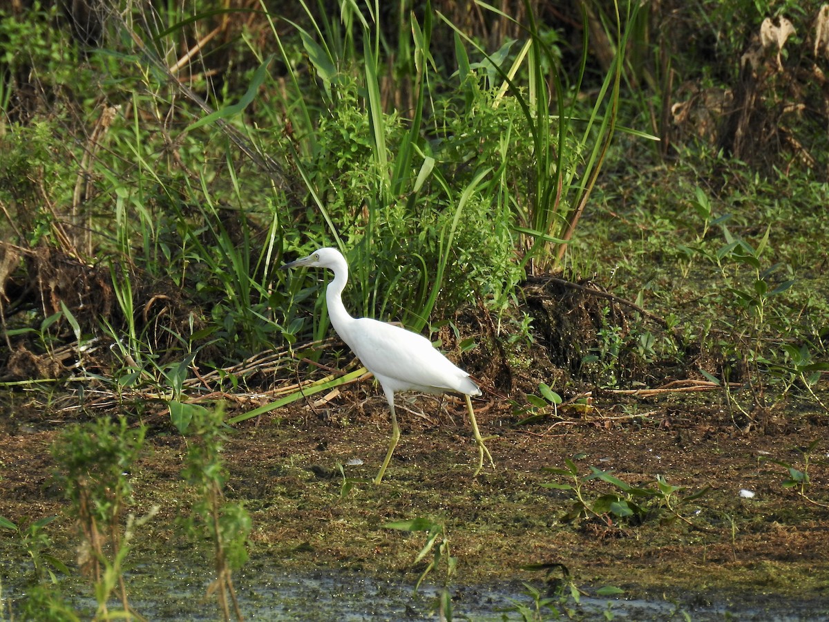 Little Blue Heron - ML360821071