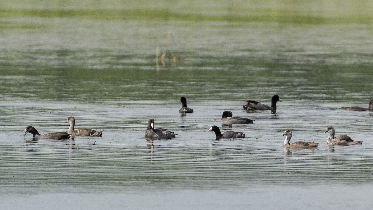 American Coot - ML360827791