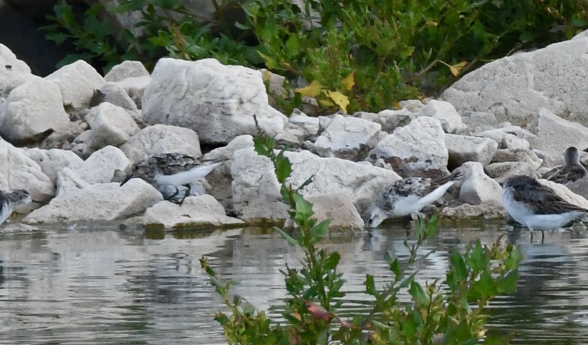 Sanderling - ML360828741