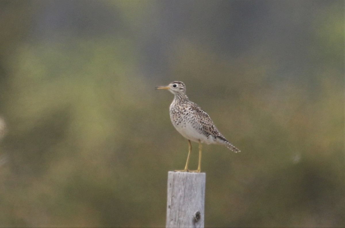 Upland Sandpiper - ML360829021