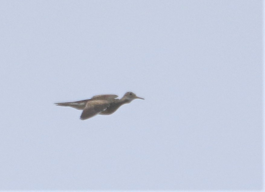 Upland Sandpiper - ML360829031