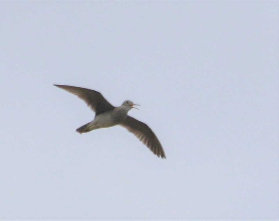 Upland Sandpiper - ML360829051