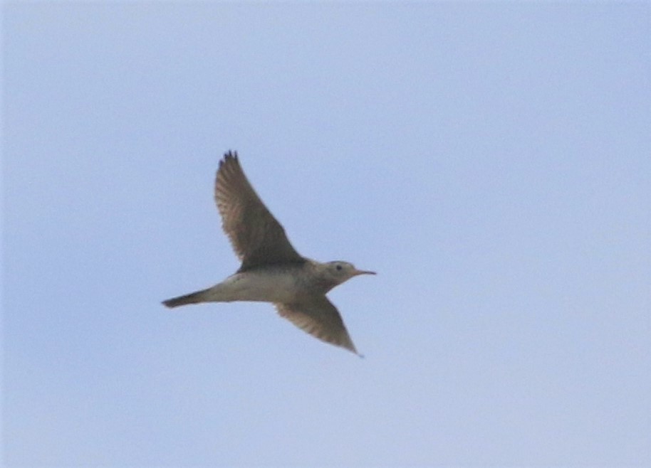 Upland Sandpiper - ML360829061