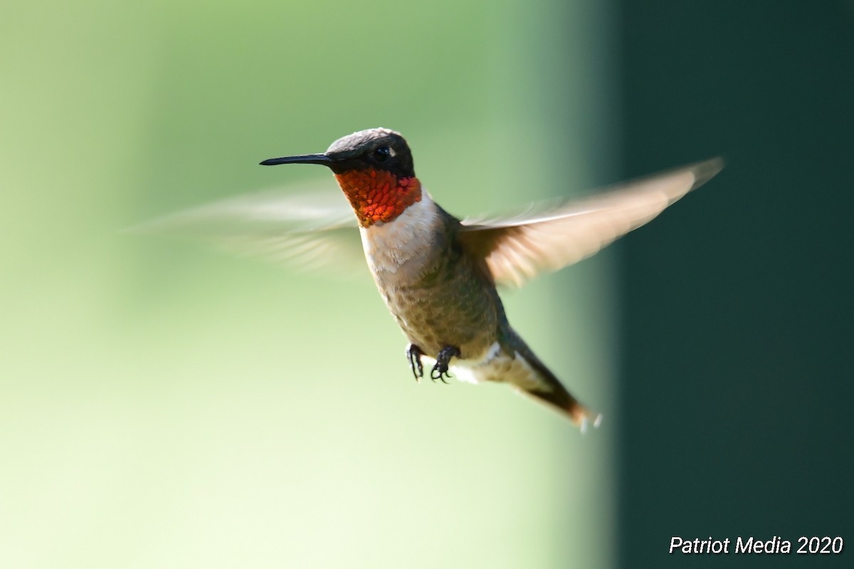 Ruby-throated Hummingbird - Ardell Winters