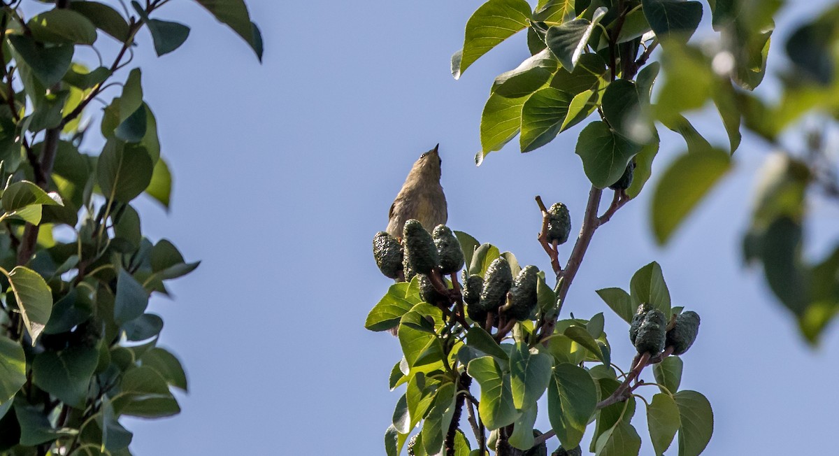 Mosquitero sp. - ML360832661