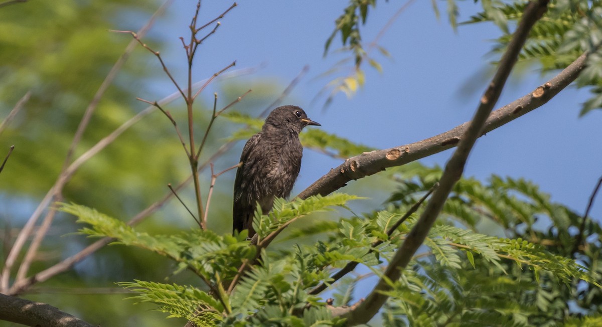 クロジョウビタキ - ML360832871