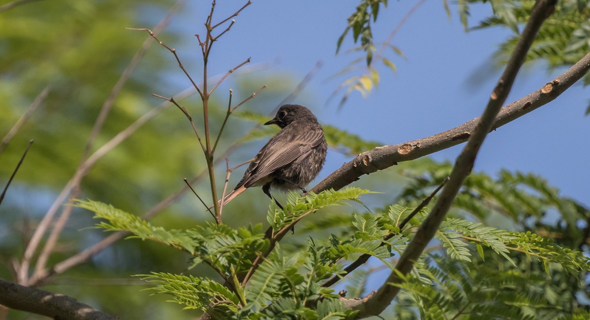 Black Redstart - ML360832891