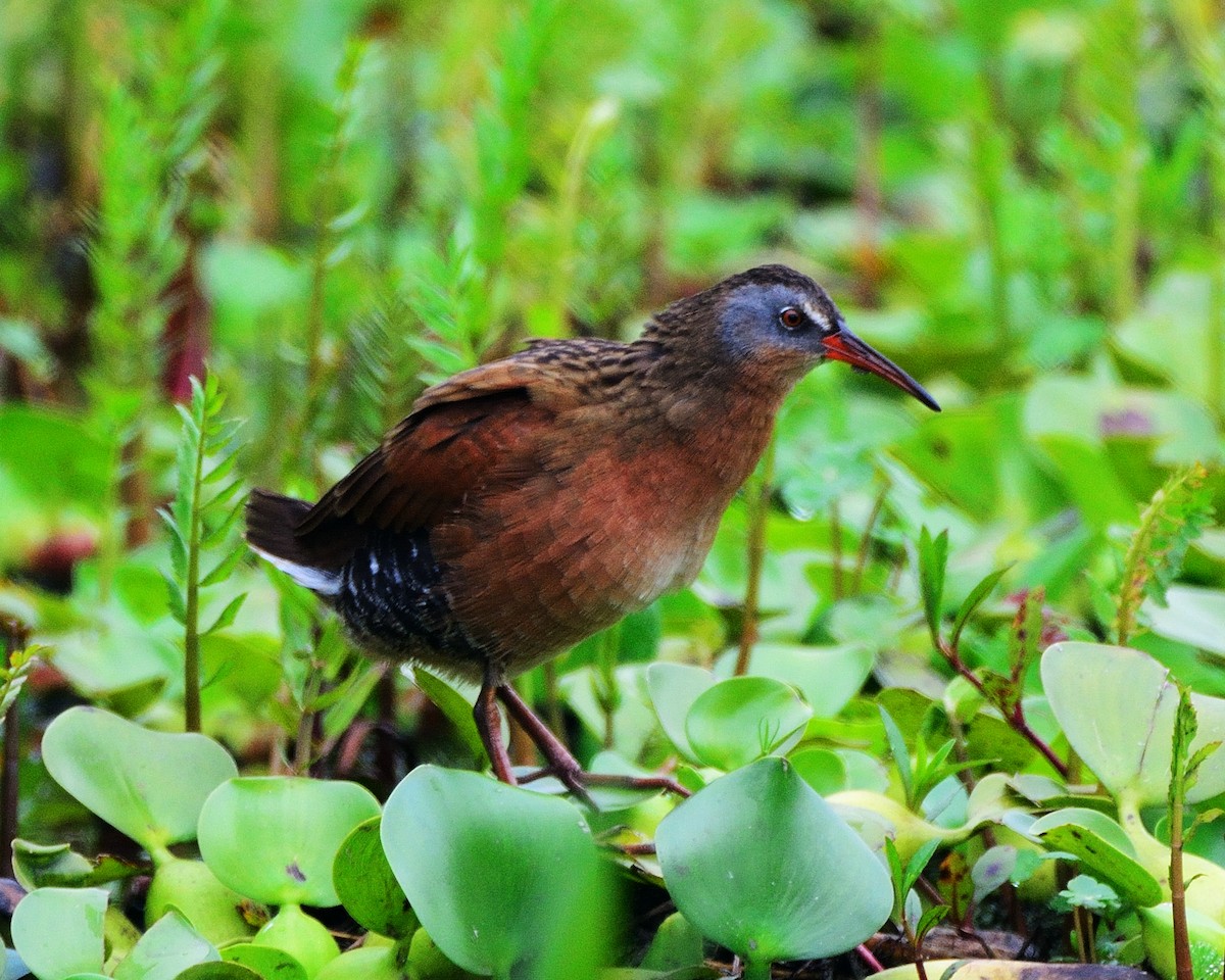 Virginia Rail - ML36083811