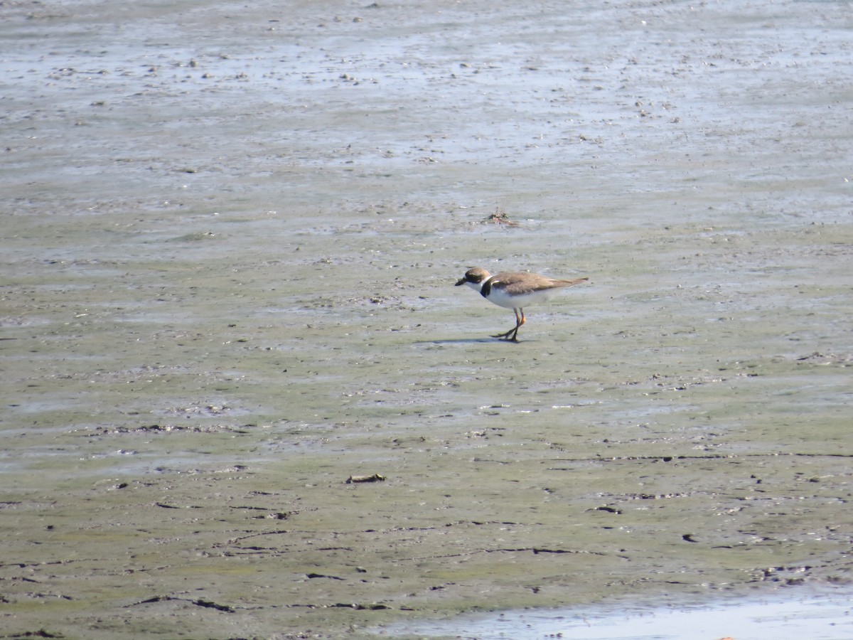 Semipalmated Plover - ML360838151