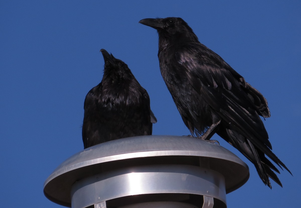 Common Raven - ML360839891