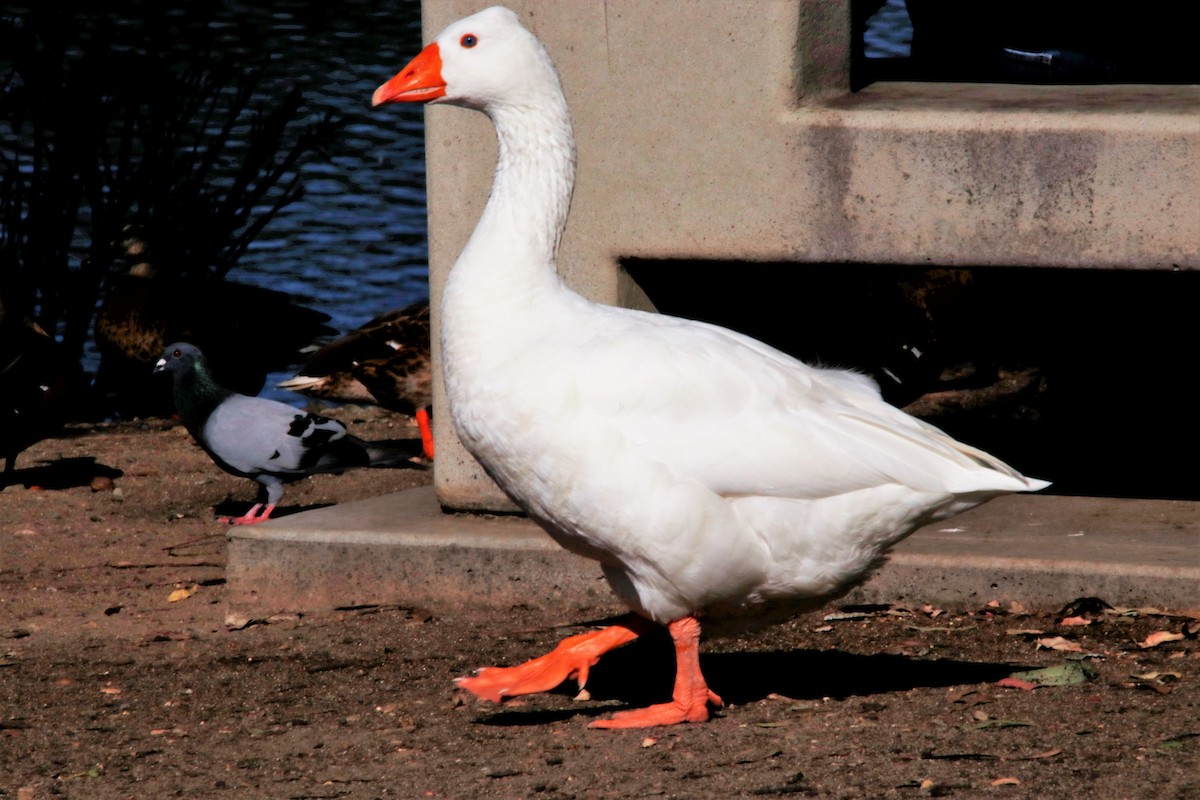 tanımsız kaz (Anser/Branta sp.) - ML360839971