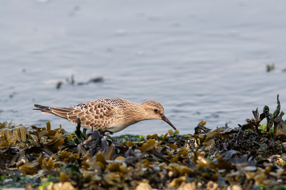 Baird's Sandpiper - Marie O'Shaughnessy