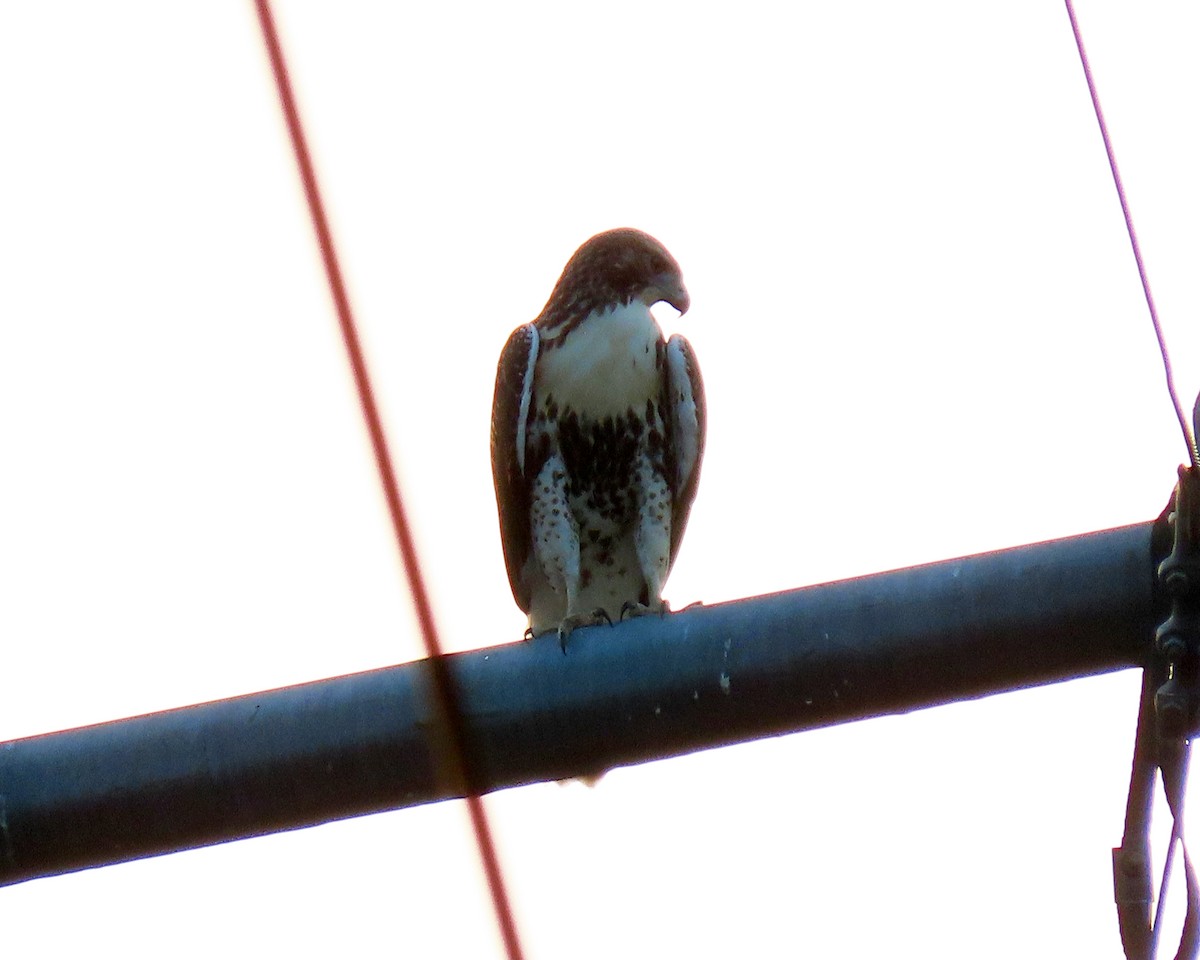 Red-tailed Hawk - ML360840141