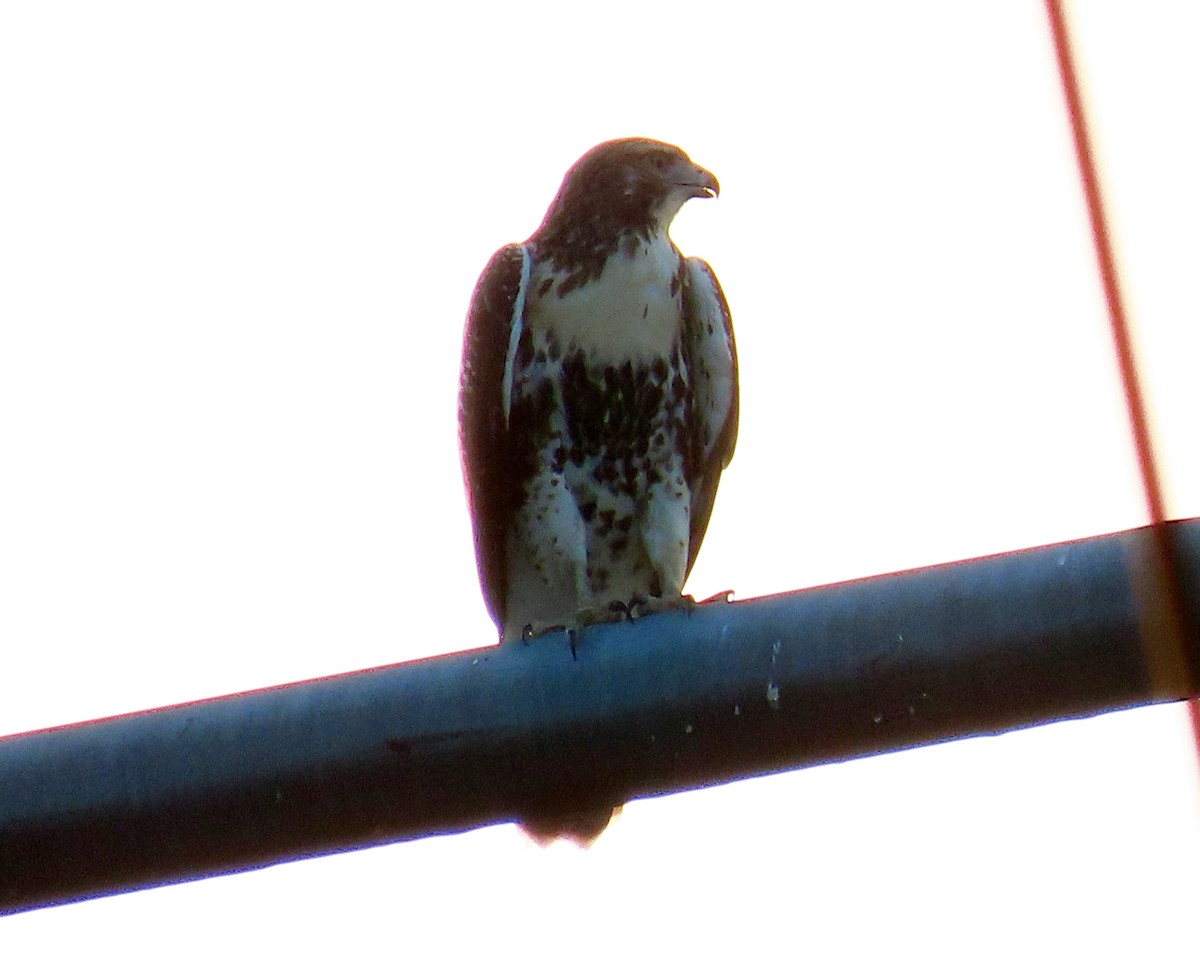 Red-tailed Hawk - ML360840171