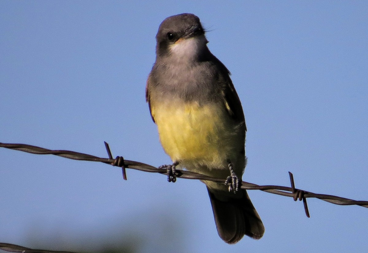 Cassin's Kingbird - ML360840261