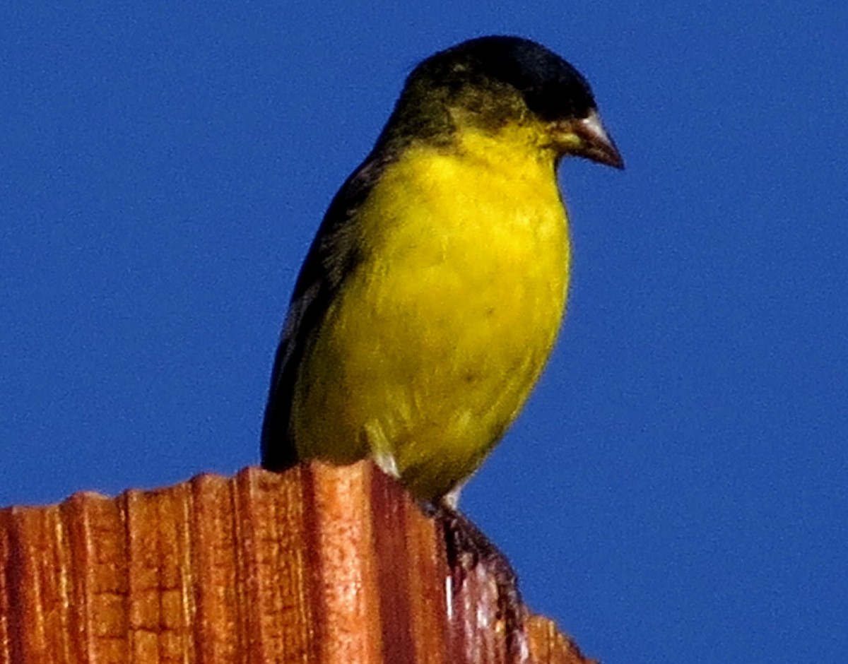 Lesser Goldfinch - ML360842441