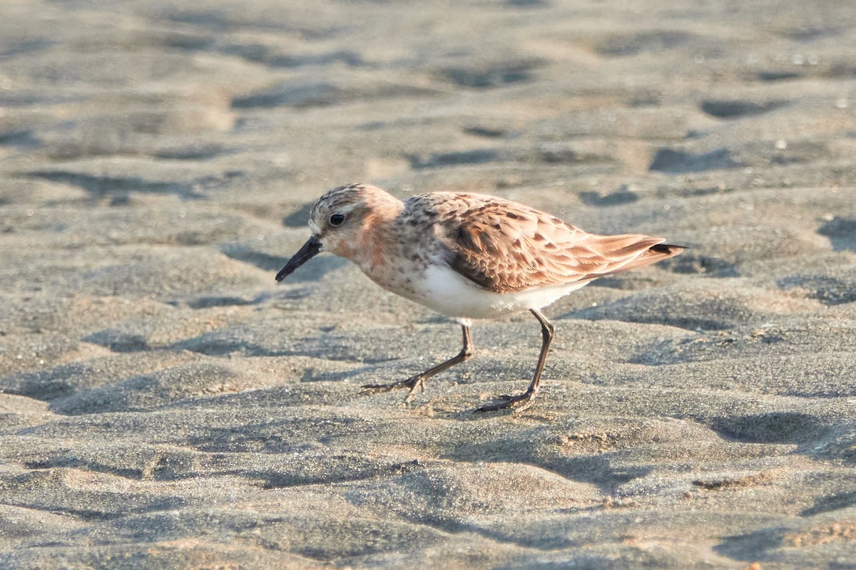 Red-necked Stint - Ryan Downey