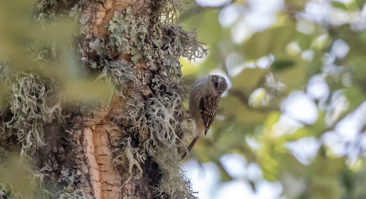 Short-toed Treecreeper - ML360843801