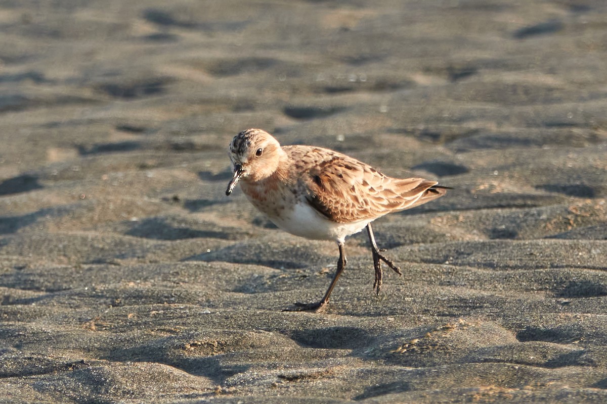 Rotkehl-Strandläufer - ML360843811