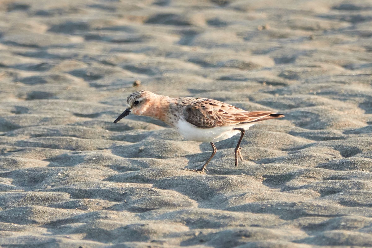 Rotkehl-Strandläufer - ML360843831