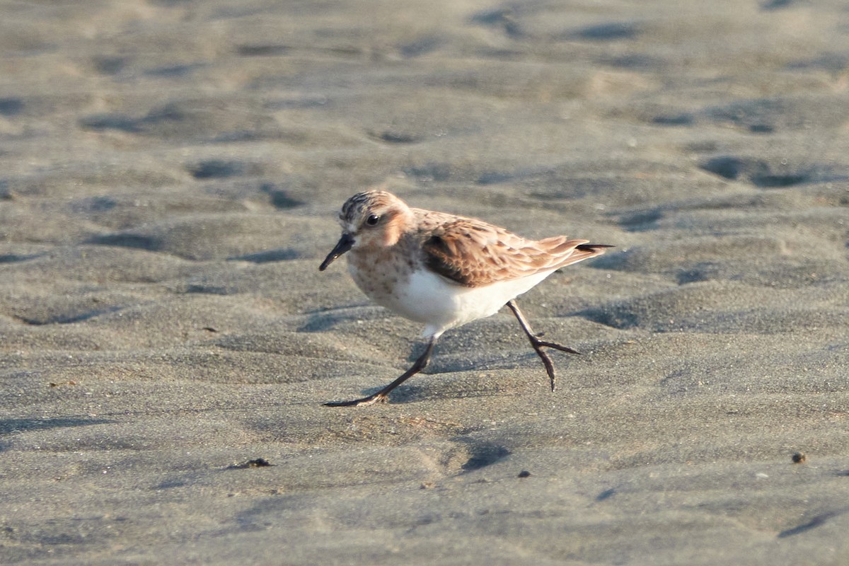 Rotkehl-Strandläufer - ML360843841