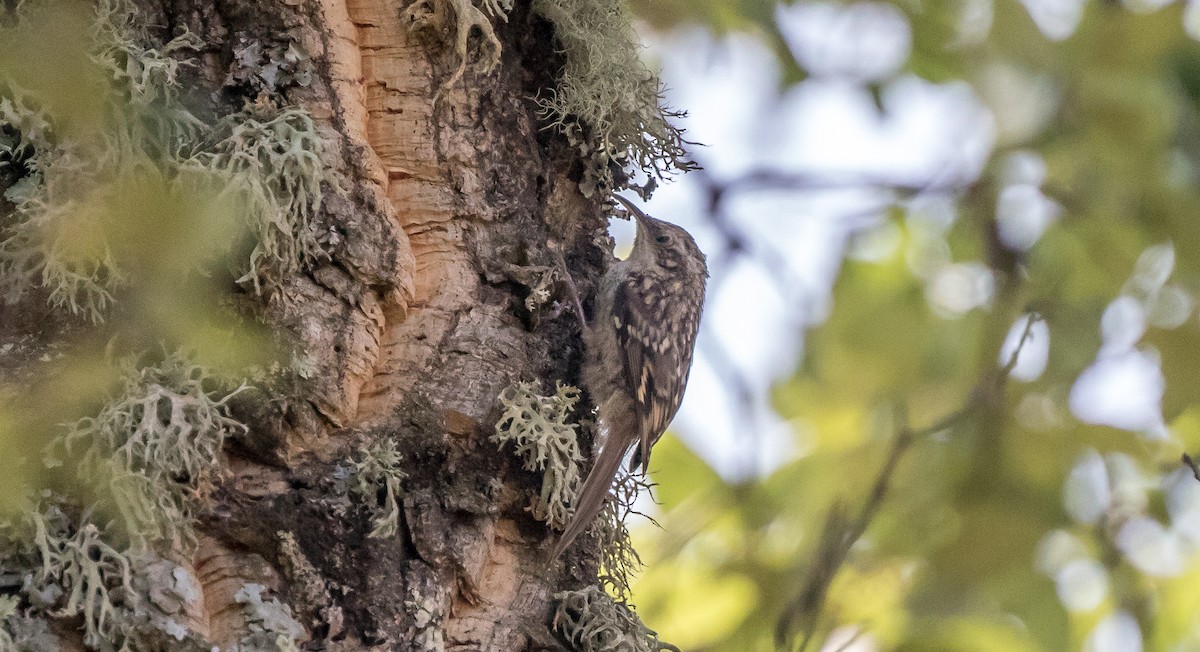 Short-toed Treecreeper - ML360843931