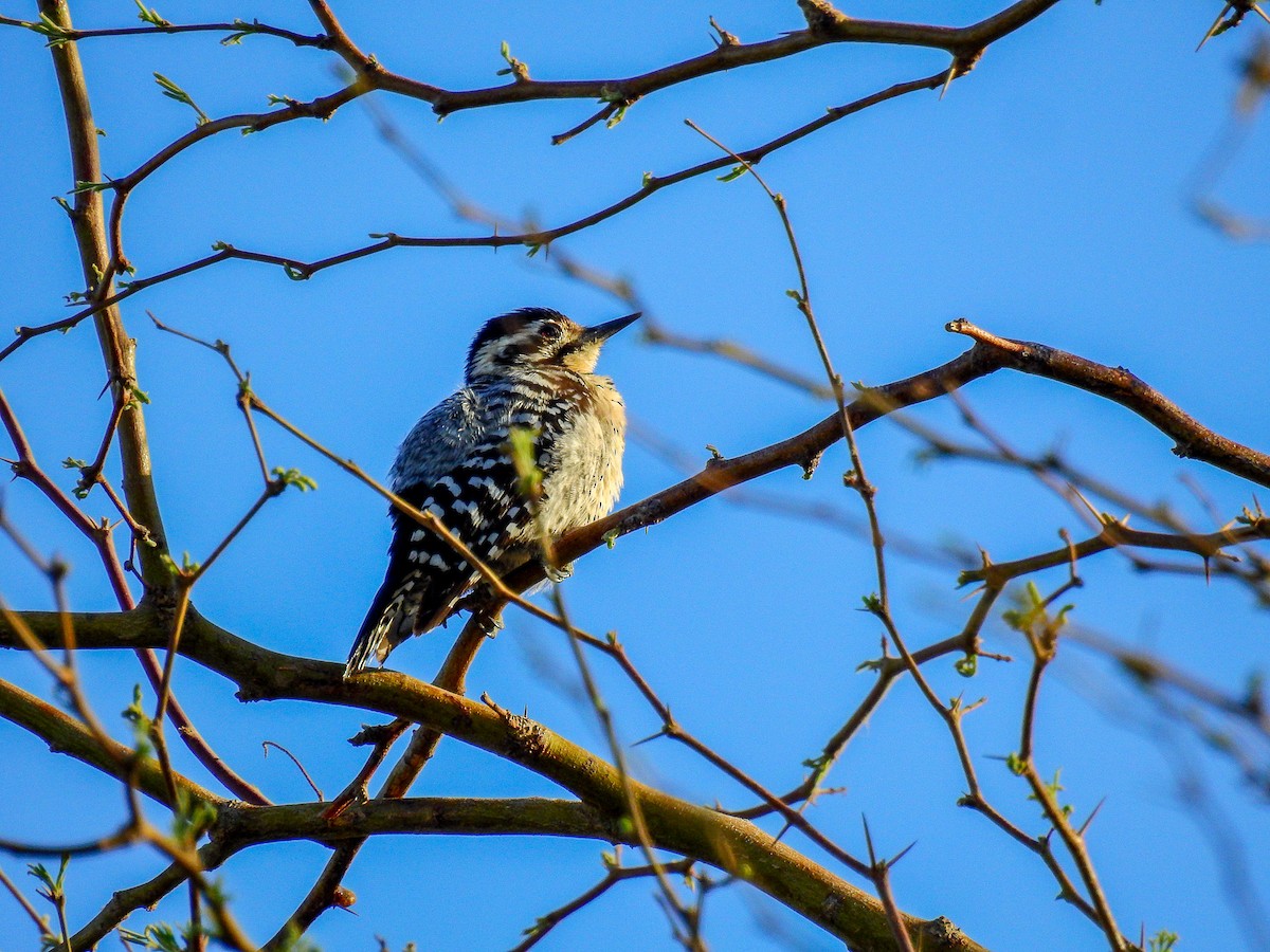 Ladder-backed Woodpecker - Joshua Stacy