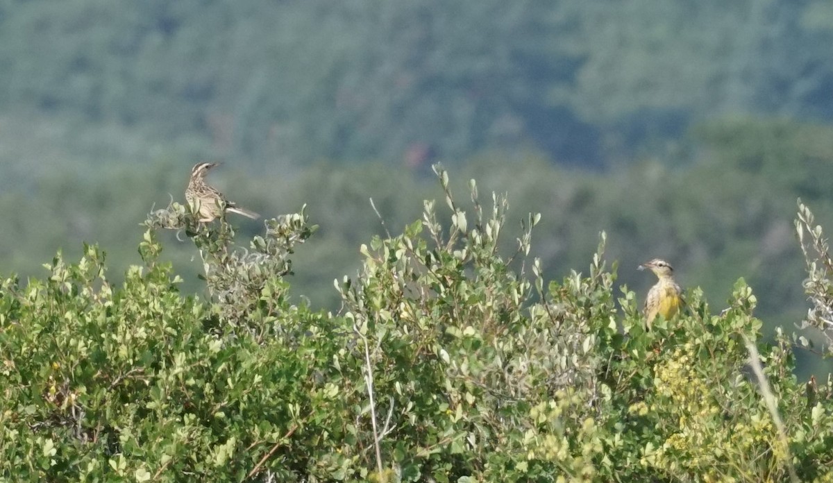 Western Meadowlark - ML360847011