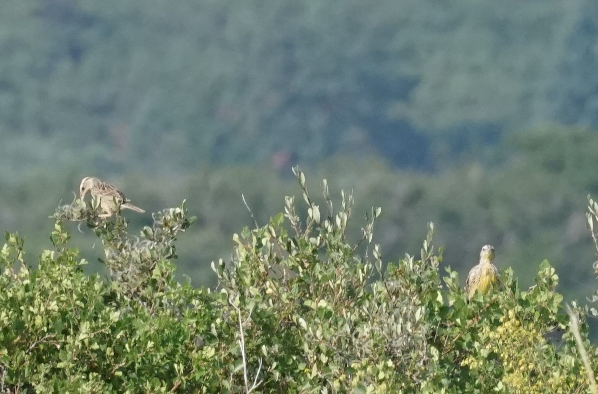 Western Meadowlark - ML360847021