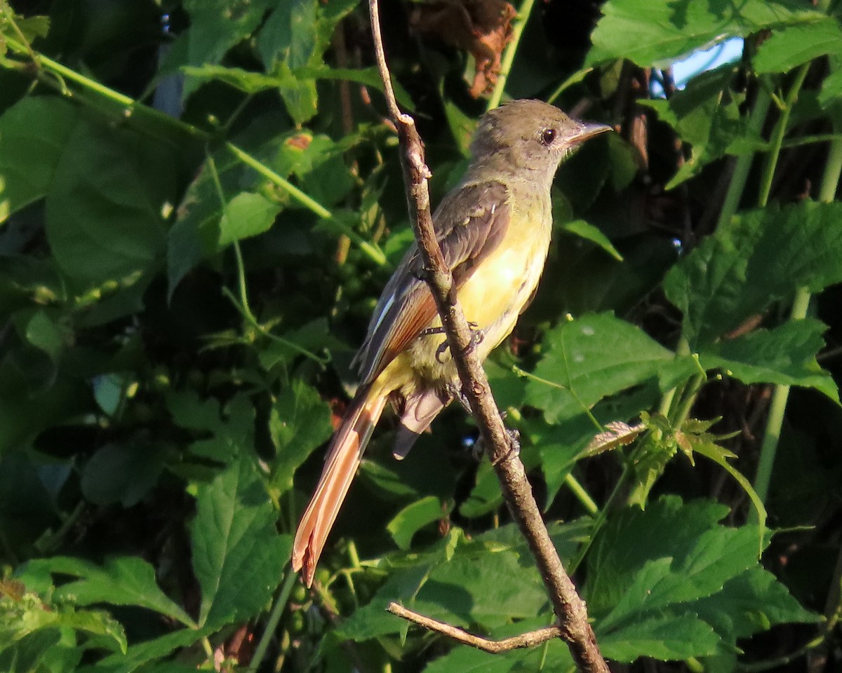 Great Crested Flycatcher - ML360849301