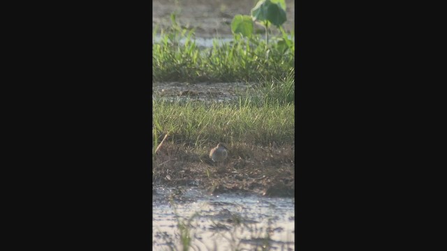 Calidris sp. (peep sp.) - ML360849781