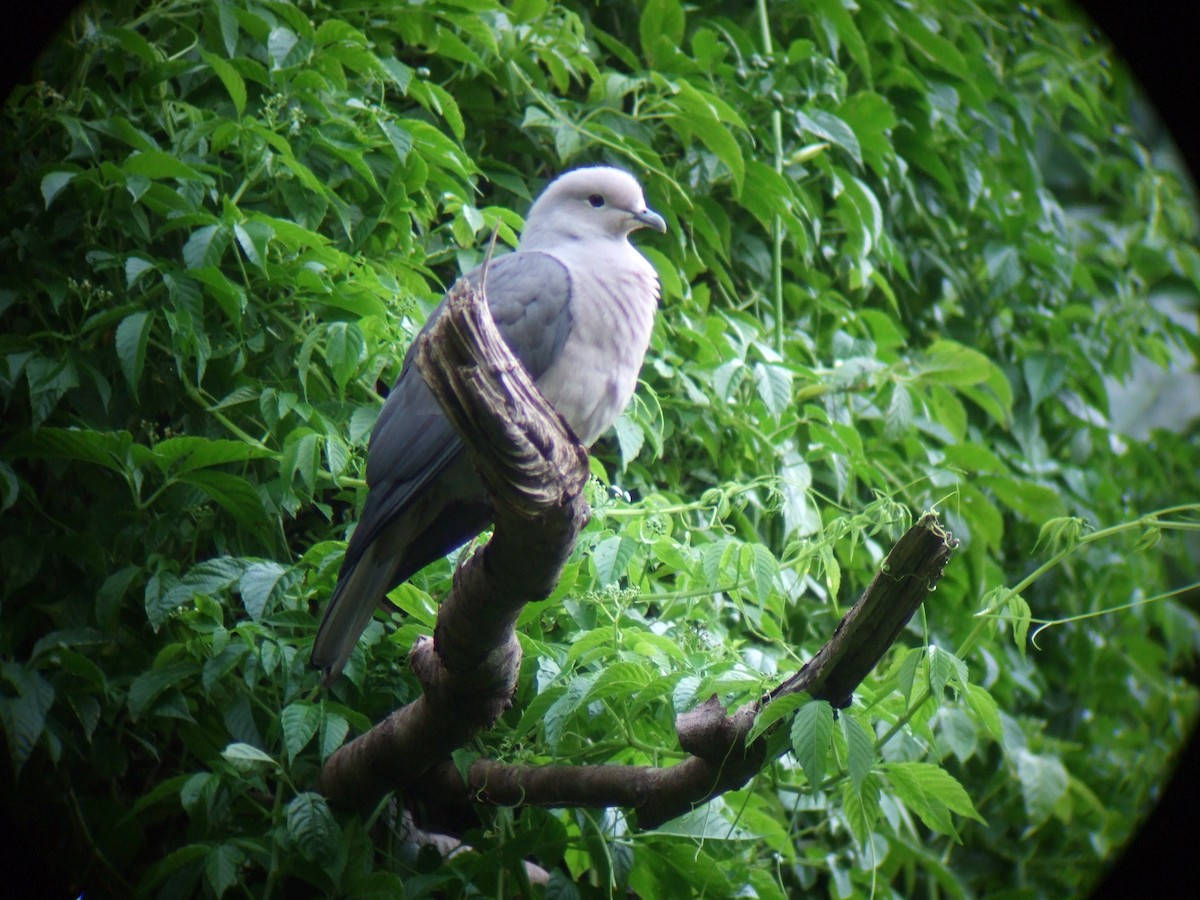 Gray Imperial-Pigeon - ML360850201