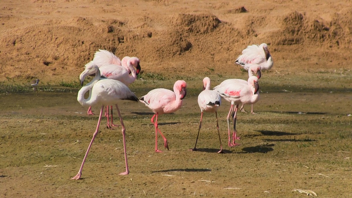 Greater Flamingo - John Sise